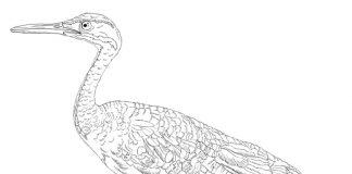 Kolorowanki ptak Bąk