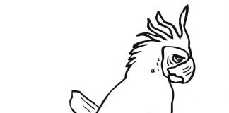 Kolorowanki Papużka