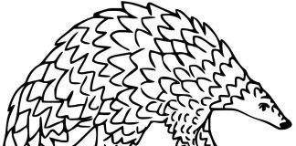 Kolorowanki Pangolin