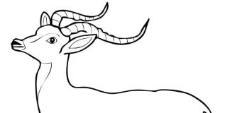 Kolorowanki Impala Zwierzę z krętymi dużymi rogami