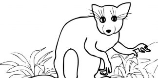 Kolorowanki Aye Aye Zwierzę z madagaskaru